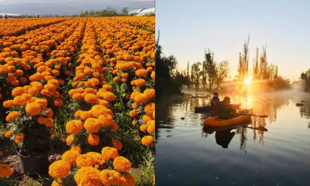 Recorre los campos de cempasúchil en kayak